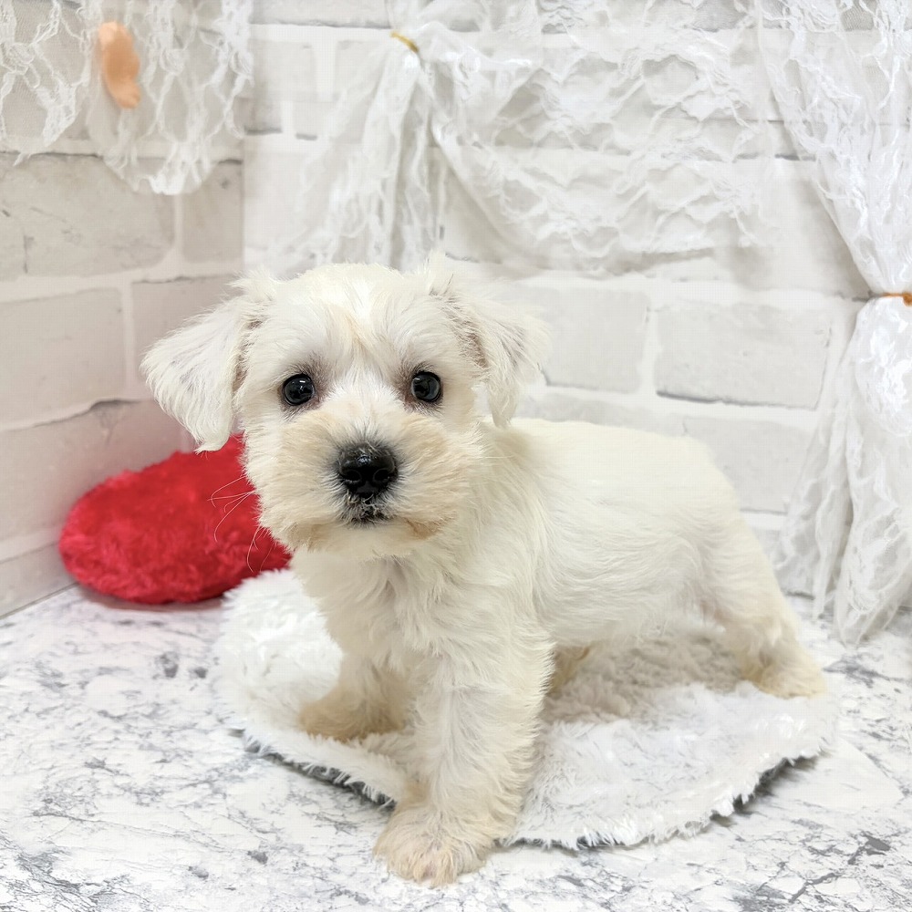 京都府のハーフ犬・ミックス犬 (犬の家＆猫の里京都精華店/2026年7月29日生まれ/男の子/ホワイト)の子犬の3枚目の画像