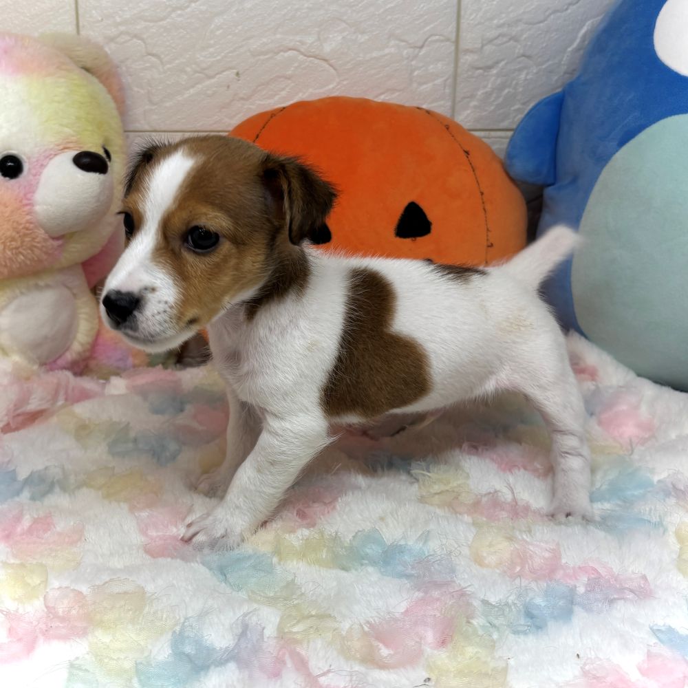 兵庫県のジャックラッセルテリア (犬の家＆猫の里ゆめタウン姫路店/2026年7月30日生まれ/男の子/タンホワイト)の子犬の3枚目の画像