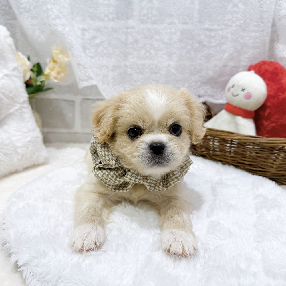 滋賀県のハーフ犬・ミックス犬 (犬の家＆猫の里長浜店/2026年7月30日生まれ/女の子/クリームホワイト)の子犬の3枚目の画像
