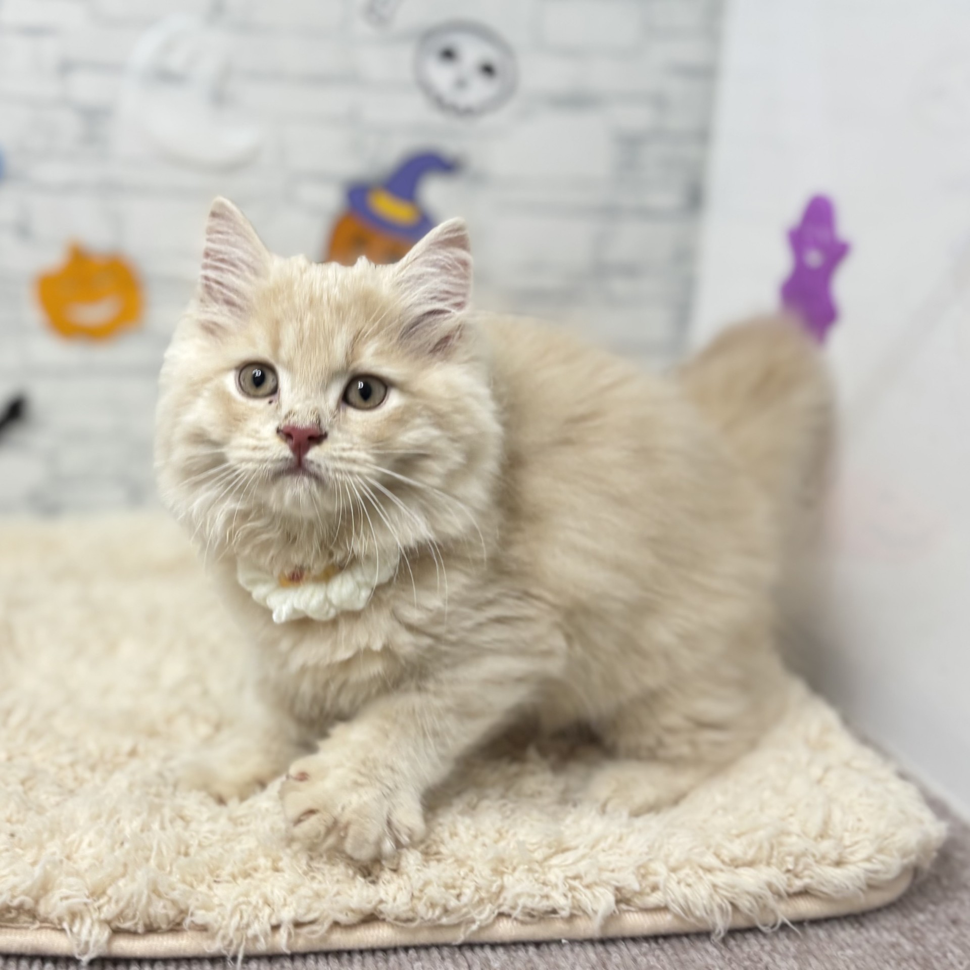長野県のスコティッシュフォールド (犬の家＆猫の里長野店/2026年7月15日生まれ/男の子/クリームタビー)の子猫の3枚目の画像