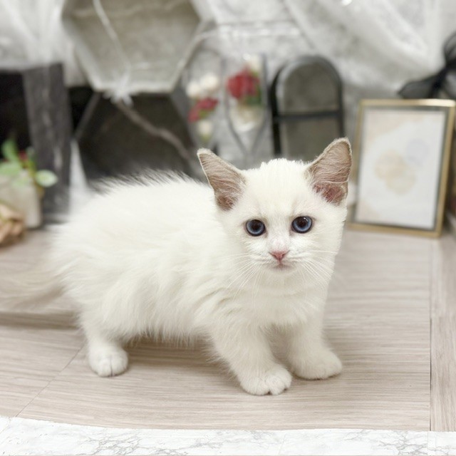 千葉県のラグドール (犬の家＆猫の里ワンズモール稲毛店/2026年7月25日生まれ/女の子/ブルーポイントバイカラー)の子猫の3枚目の画像