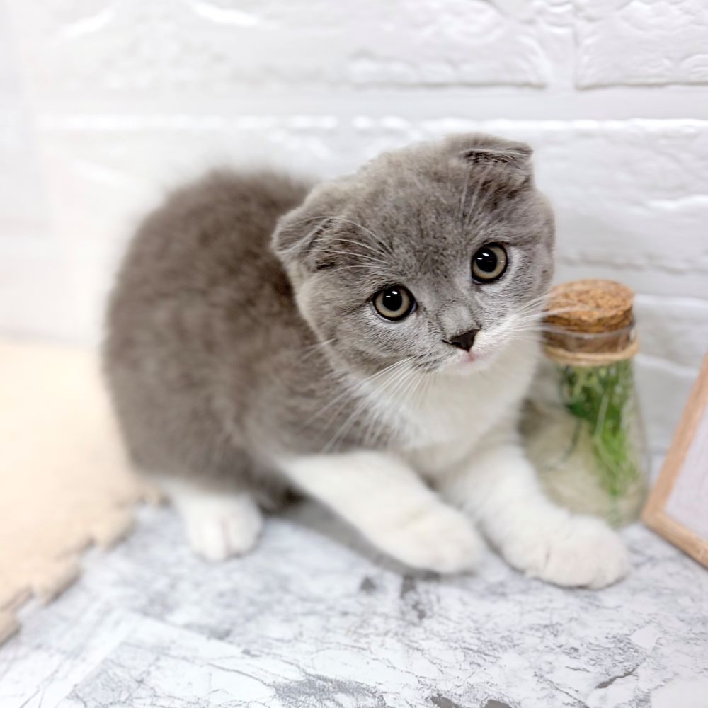 愛知県のスコティッシュフォールド (犬の家＆猫の里豊田店/2026年7月17日生まれ/女の子/ブルータビーホワイト)の子猫の3枚目の画像