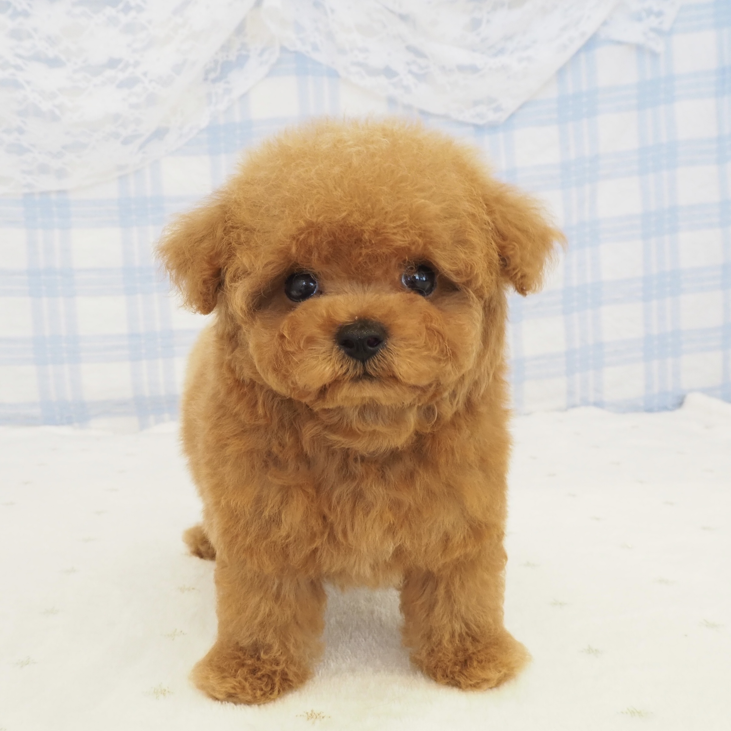 大阪府のトイプードル(ティーカップ) (犬の家＆猫の里もりのみやキューズモールBASE店/2026年7月31日生まれ/男の子/レッドフォーン)の子犬の3枚目の画像