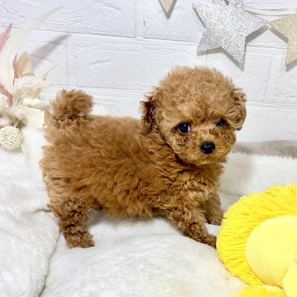 兵庫県のトイプードル(ティーカップ) (犬の家＆猫の里ニッケパークタウン加古川店/2026年7月31日生まれ/女の子/レッドフォーン)の子犬の3枚目の画像