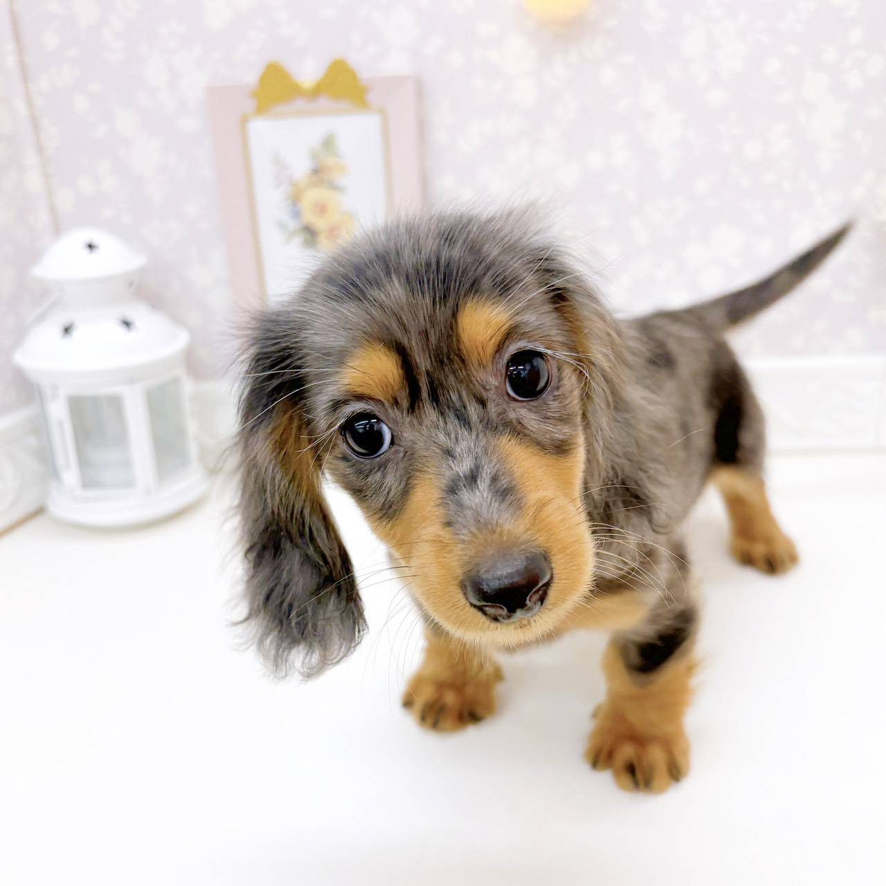 富山県のミニチュアダックスフンド(ロング) (犬の家＆猫の里富山店/2026年7月27日生まれ/女の子/シルバーダップル)の子犬の3枚目の画像