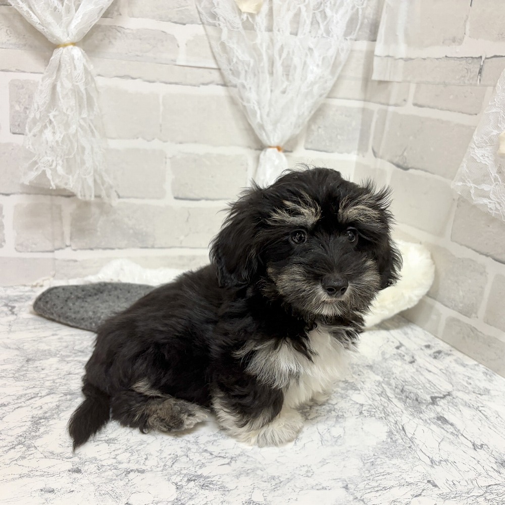 京都府のマルックス(マルチーズ×ダックス) (犬の家＆猫の里京都精華店/2026年7月28日生まれ/男の子/ブラッククリーム)の子犬の3枚目の画像