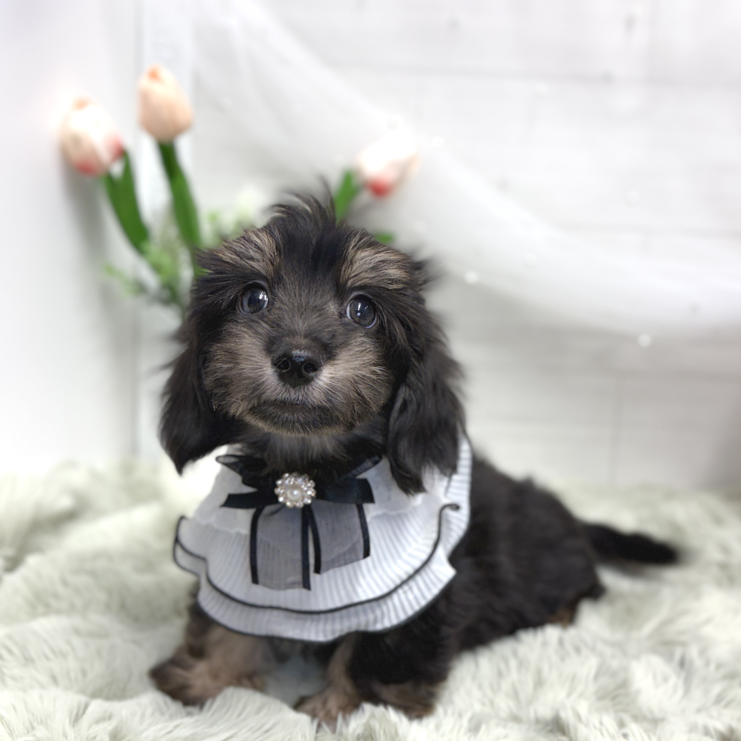 神奈川県のマルックス(マルチーズ×ダックス) (犬の家＆猫の里相模原店/2026年7月28日生まれ/男の子/ブラッククリーム)の子犬の3枚目の画像
