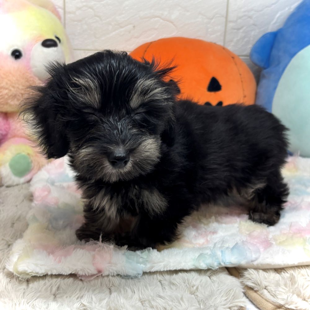 兵庫県のマルックス(マルチーズ×ダックス) (犬の家＆猫の里ゆめタウン姫路店/2026年7月28日生まれ/女の子/ブラッククリーム)の子犬の3枚目の画像