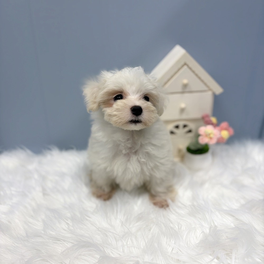 愛知県のマルチーズ (犬の家＆猫の里岡崎店/2026年7月28日生まれ/女の子/ホワイト)の子犬の3枚目の画像