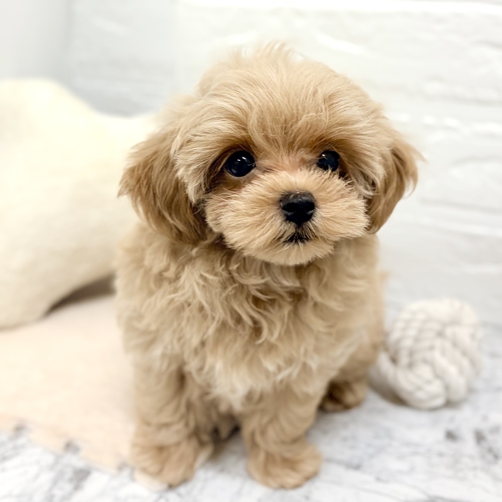 愛知県のマルプー(マルチーズ×プードル) (犬の家＆猫の里豊田店/2026年7月30日生まれ/男の子/アプリコット)の子犬の3枚目の画像