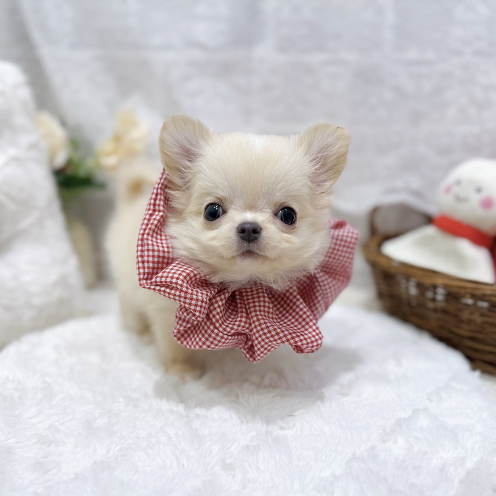 滋賀県のチワワ(ロング) (犬の家＆猫の里長浜店/2026年7月30日生まれ/女の子/クリーム)の子犬の3枚目の画像