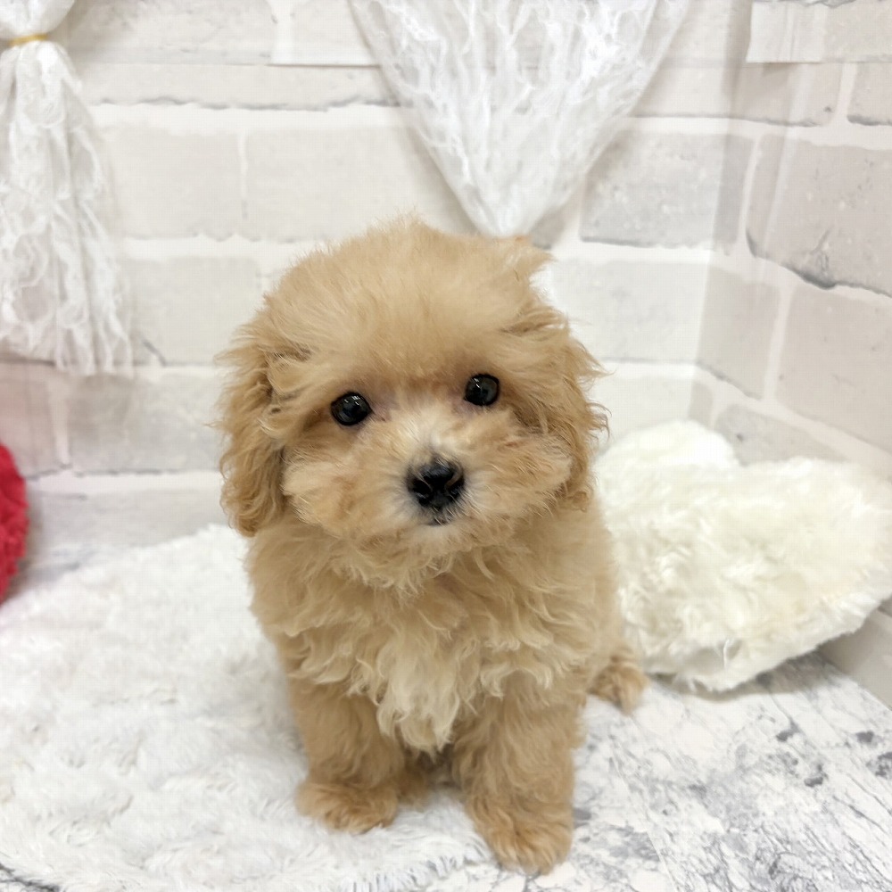 京都府のマルプー(マルチーズ×プードル) (犬の家＆猫の里京都精華店/2026年7月30日生まれ/男の子/アプリコット)の子犬の3枚目の画像