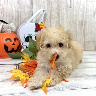 神奈川県のマルプー(マルチーズ×プードル) (犬の家＆猫の里小田原店/2026年7月30日生まれ/男の子/アプリコット)の子犬の3枚目の画像