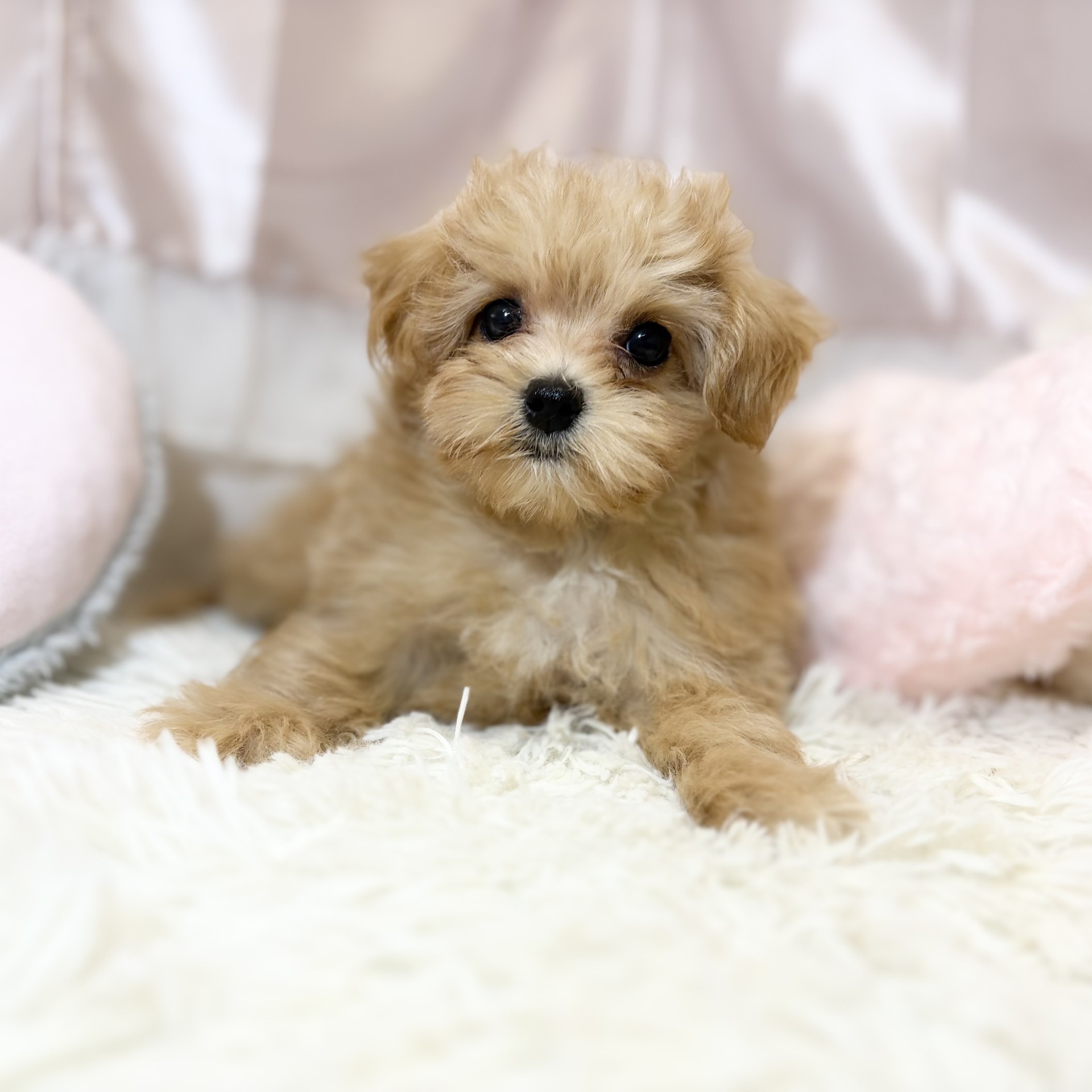 兵庫県のマルプー(マルチーズ×プードル) (犬の家＆猫の里カナート西神戸店/2026年8月2日生まれ/女の子/アプリコット)の子犬の3枚目の画像