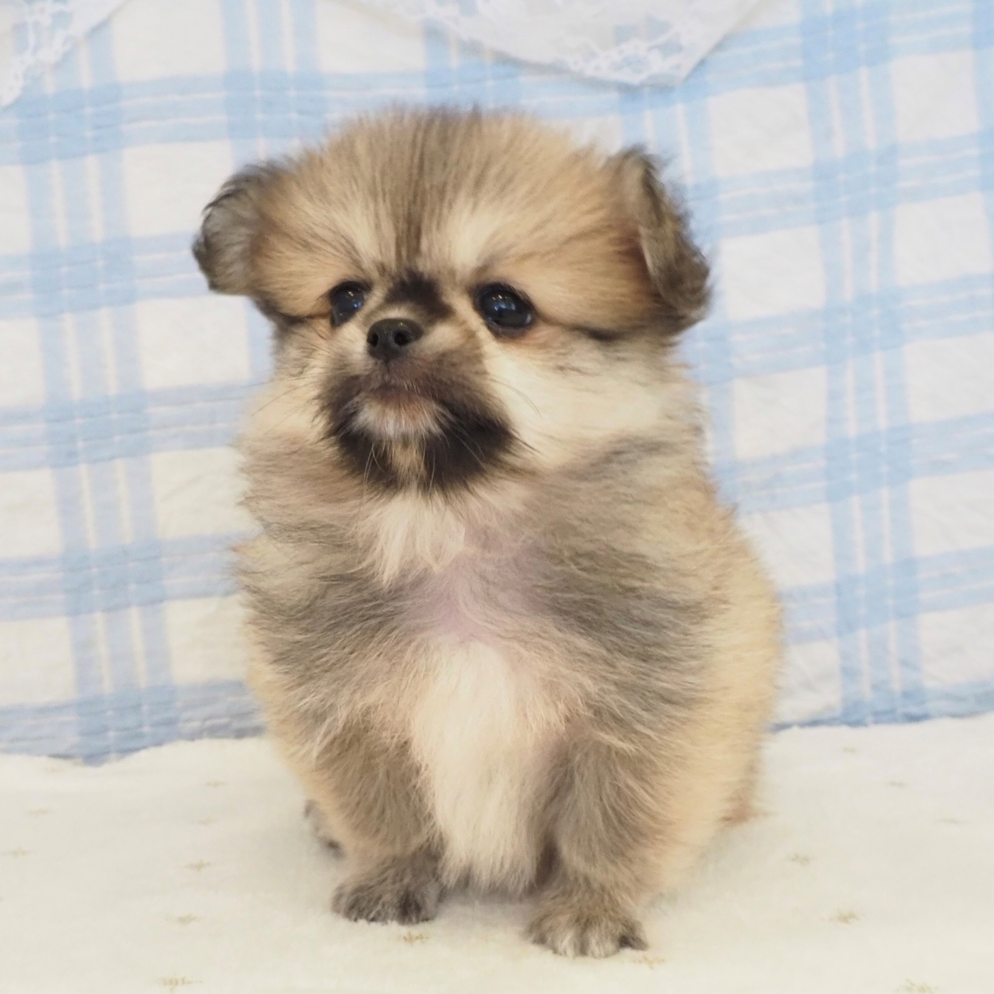 大阪府のペキポメ/ポメペキ(ペキニーズ×ポメラニアン) (犬の家＆猫の里もりのみやキューズモールBASE店/2026年8月2日生まれ/男の子/フォーン)の子犬の3枚目の画像