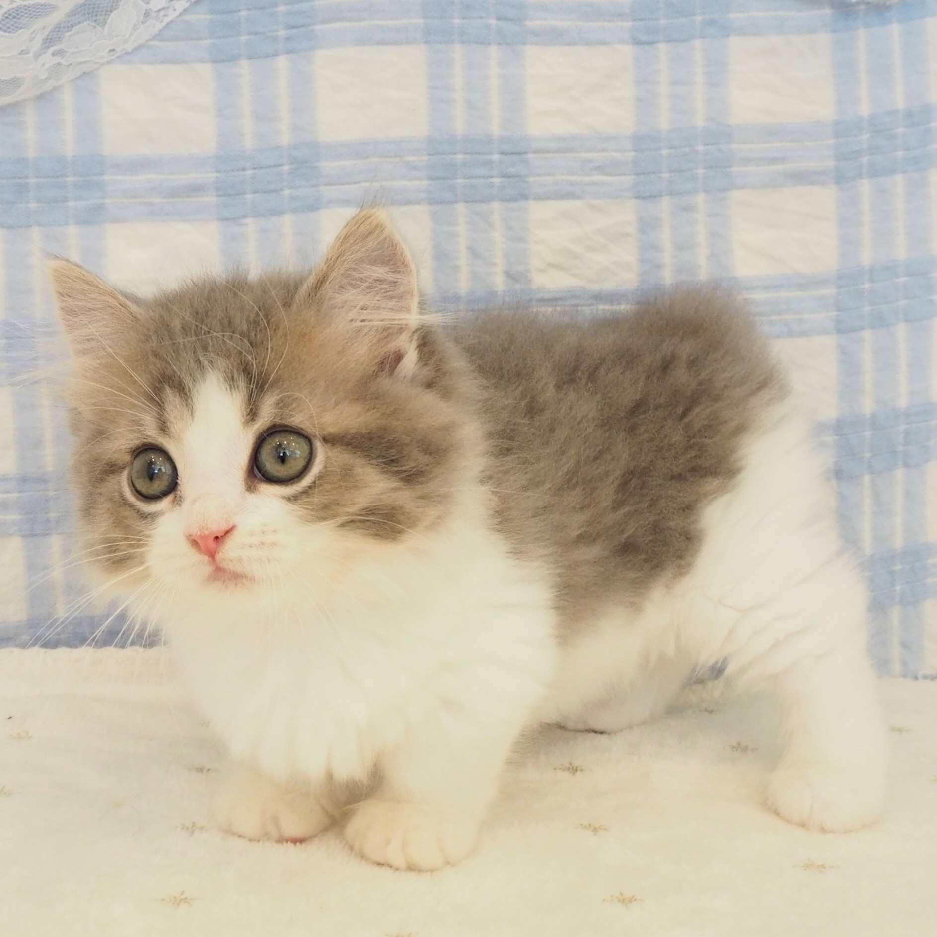大阪府のミヌエット (犬の家＆猫の里もりのみやキューズモールBASE店/2026年7月26日生まれ/男の子/ブルータビーホワイト)の子猫の3枚目の画像