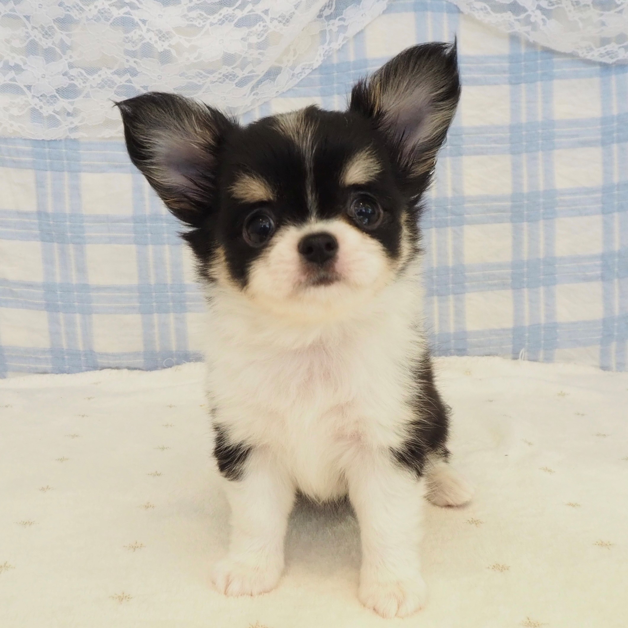 大阪府のチワワ(ロング) (犬の家＆猫の里もりのみやキューズモールBASE店/2026年8月1日生まれ/女の子/ブラックタンホワイト)の子犬の3枚目の画像