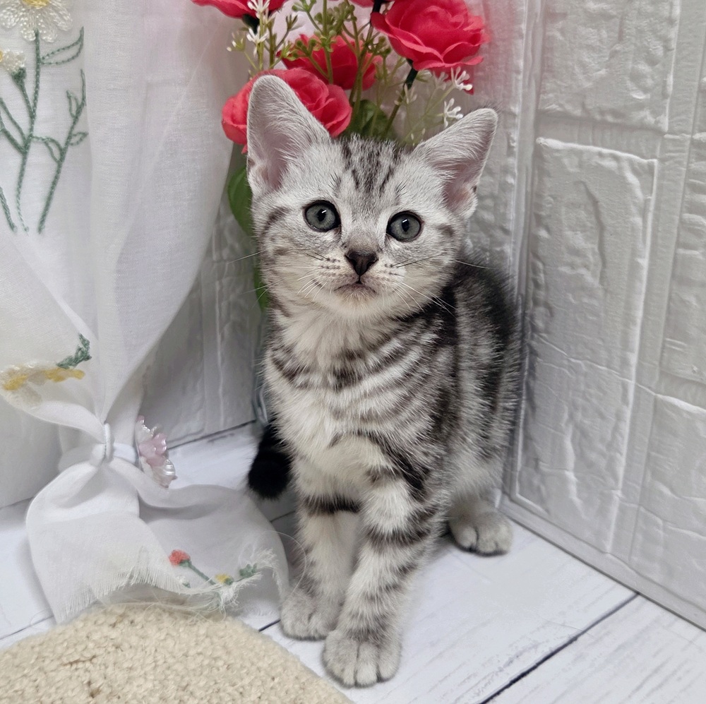岡山県のアメリカンショートヘアー (犬の家＆猫の里岡山店/2026年8月2日生まれ/女の子/シルバータビー)の子猫の1枚目の画像