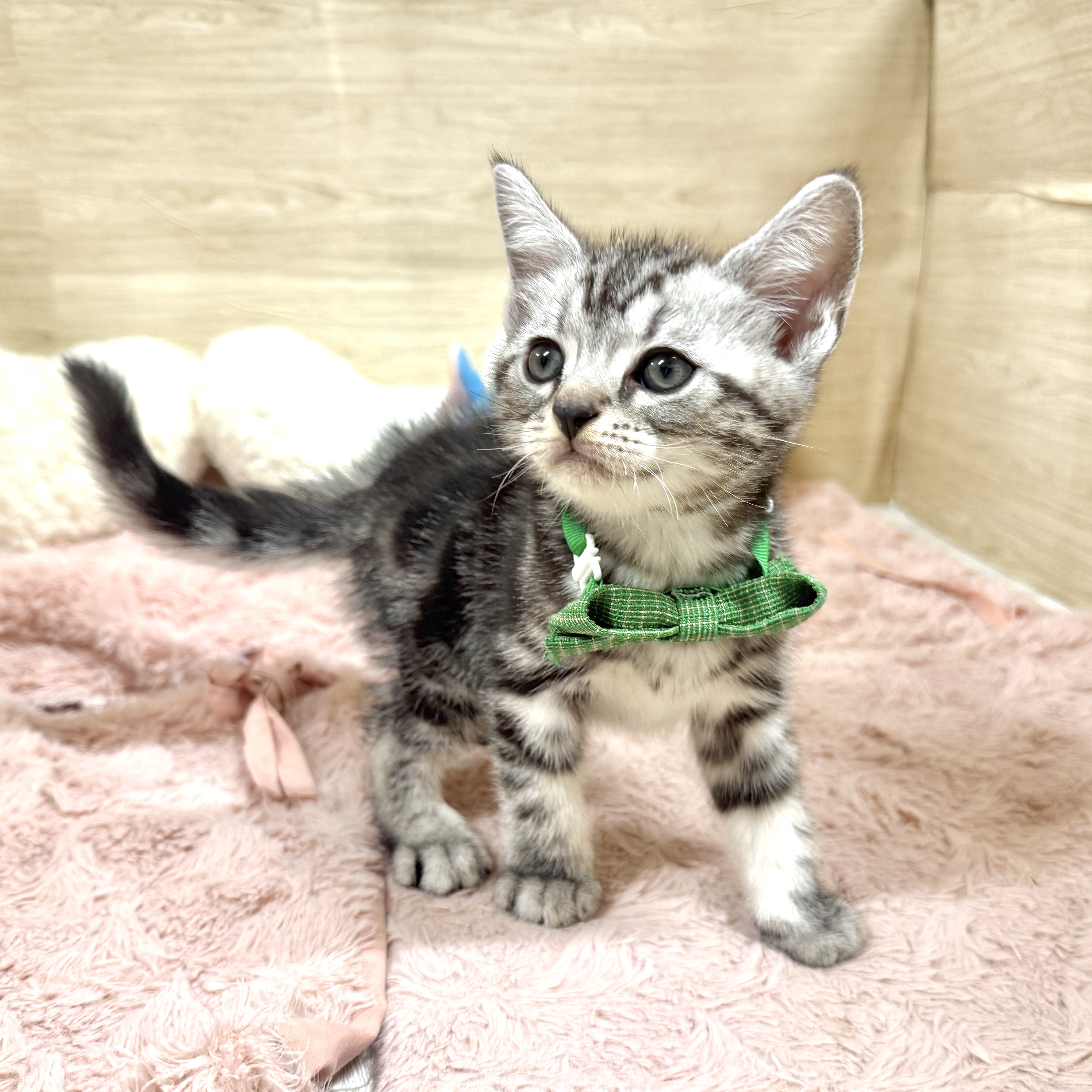 大阪府のアメリカンショートヘアー (犬の家＆猫の里そよら東岸和田店/2026年8月2日生まれ/男の子/シルバータビー)の子猫の1枚目の画像