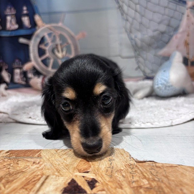 福岡県のミニチュアダックスフンド(ロング) (犬の家＆猫の里トリアス久山店/2026年7月30日生まれ/女の子/ブラックイエロー)の子犬の3枚目の画像