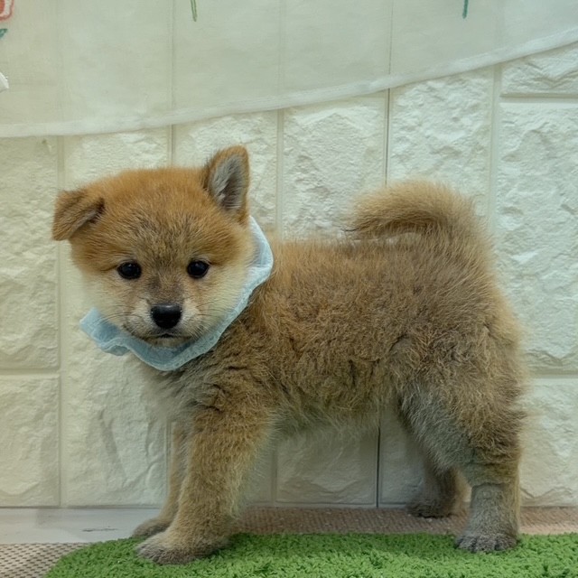 岡山県のポメ柴/豆ポメ/ポメ豆柴(ポメラニアン×柴犬) (犬の家＆猫の里倉敷店/2026年8月2日生まれ/男の子/赤)の子犬の3枚目の画像