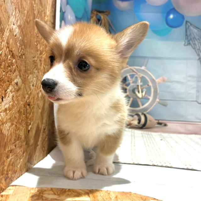 福岡県のウェルシュコーギーペンブローク (犬の家＆猫の里トリアス久山店/2026年8月2日生まれ/女の子/セーブルホワイト)の子犬の3枚目の画像