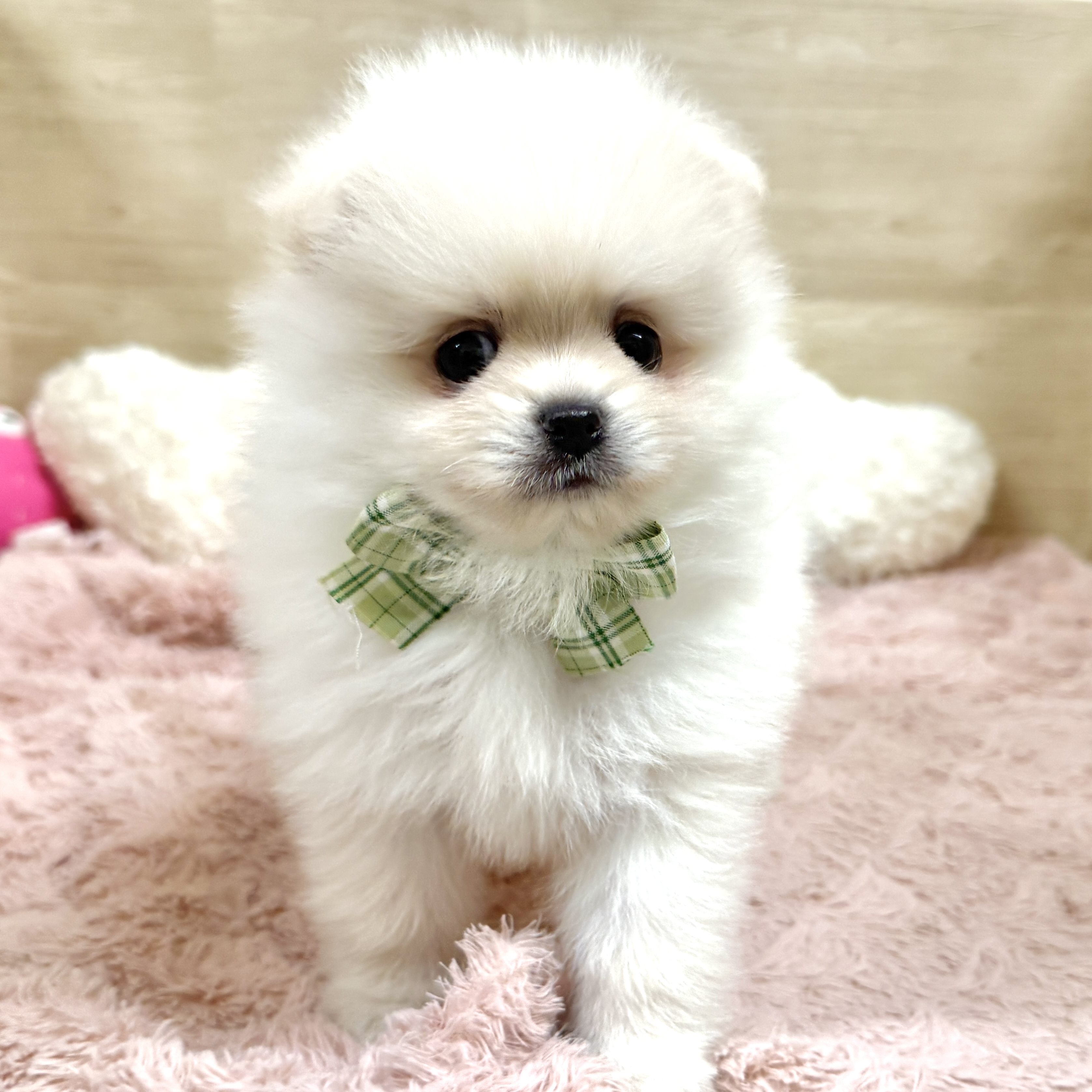 大阪府のポメラニアン (犬の家＆猫の里そよら東岸和田店/2026年8月2日生まれ/男の子/クリーム)の子犬の1枚目の画像