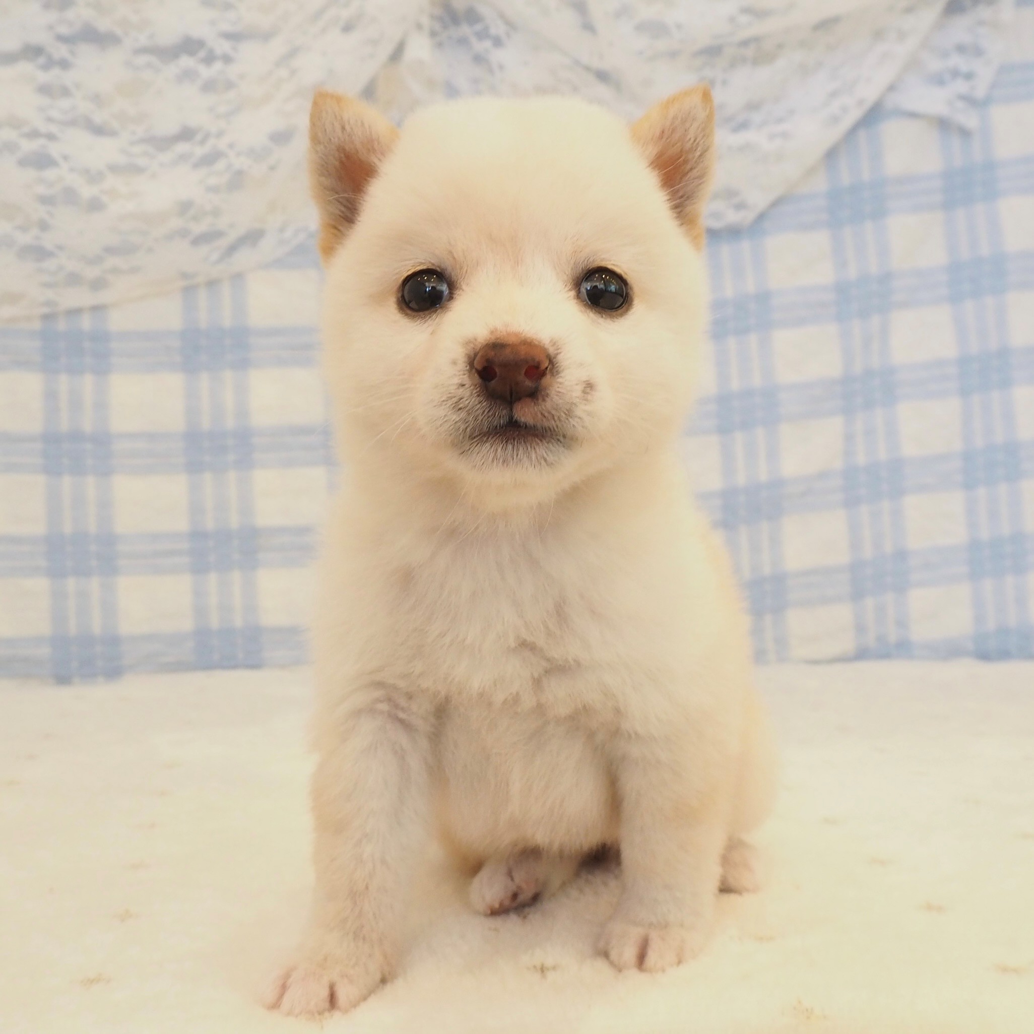 大阪府の豆柴 (犬の家＆猫の里もりのみやキューズモールBASE店/2026年8月2日生まれ/女の子/白)の子犬の3枚目の画像