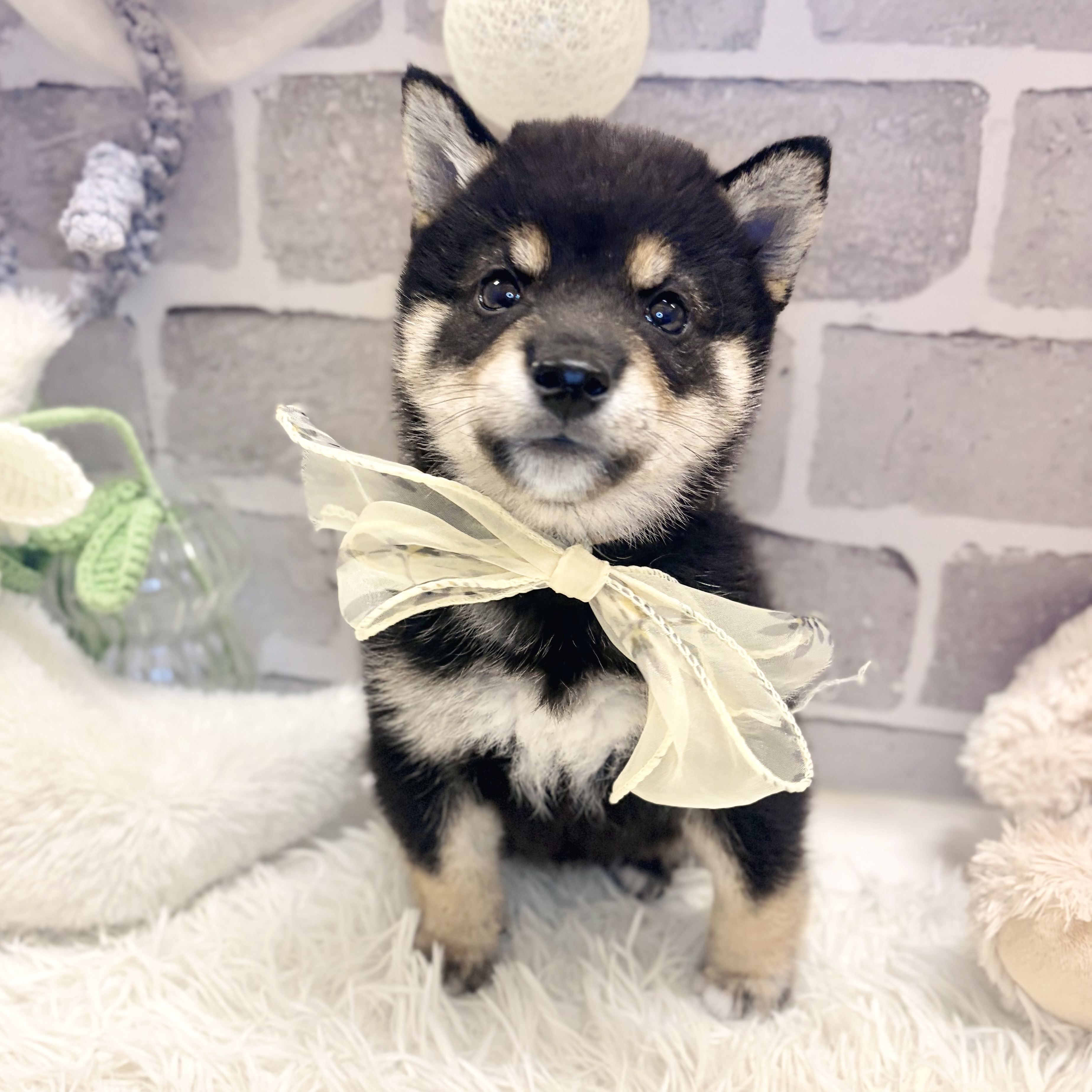 兵庫県の豆柴 (犬の家＆猫の里神戸店/2026年8月2日生まれ/男の子/黒)の子犬の3枚目の画像