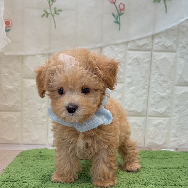 岡山県のマルプー(マルチーズ×プードル) (犬の家＆猫の里倉敷店/2026年7月29日生まれ/男の子/クリーム)の子犬の3枚目の画像