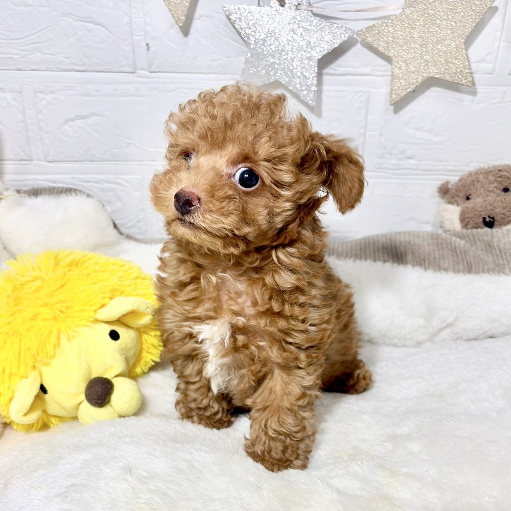 兵庫県のトイプードル(ティーカップ) (犬の家＆猫の里ニッケパークタウン加古川店/2026年7月31日生まれ/男の子/レッドフォーン)の子犬の3枚目の画像