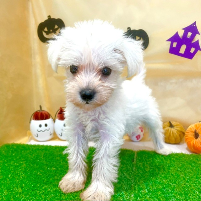 福岡県のハーフ犬・ミックス犬 (犬の家＆猫の里くりえいと宗像店/2026年7月26日生まれ/女の子/ホワイト)の子犬の3枚目の画像