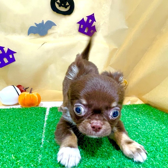 福岡県のチワワ(ロング) (犬の家＆猫の里くりえいと宗像店/2026年7月27日生まれ/男の子/チョコレートタン)の子犬の3枚目の画像