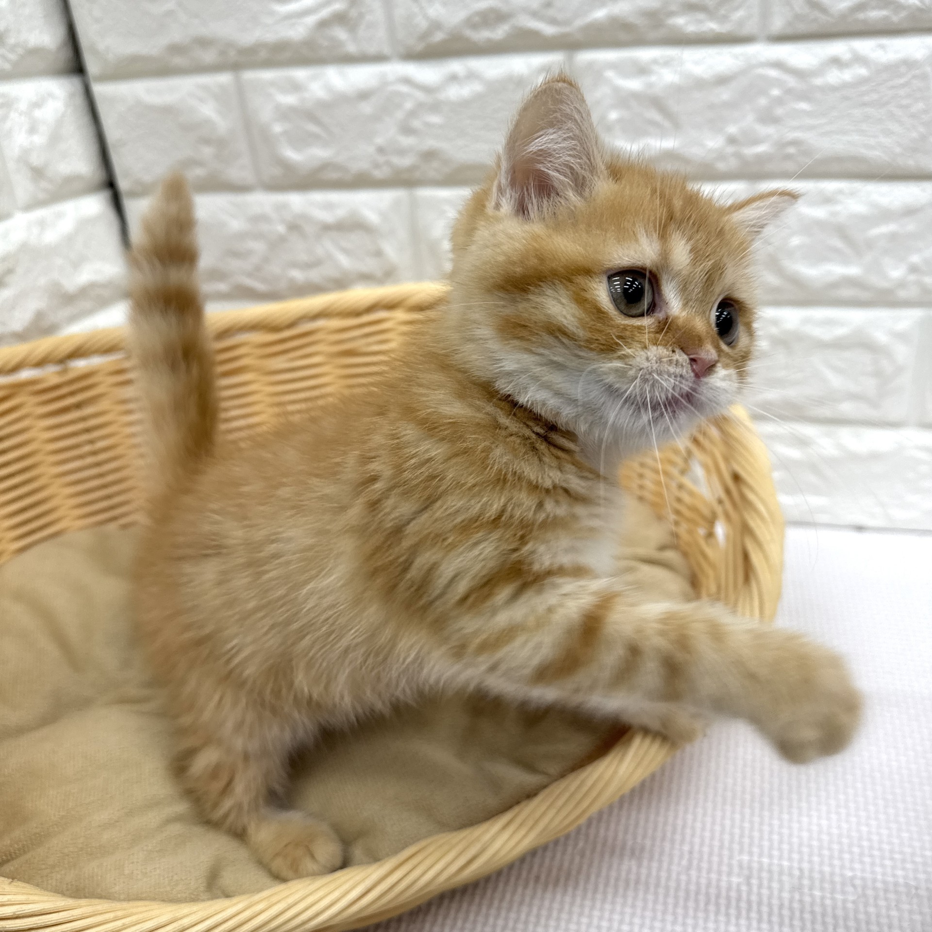 愛知県のスコティッシュフォールド (犬の家＆猫の里MEGAドン・キホーテ東海名和店/2026年7月28日生まれ/女の子/レッドタビーホワイト)の子猫の3枚目の画像