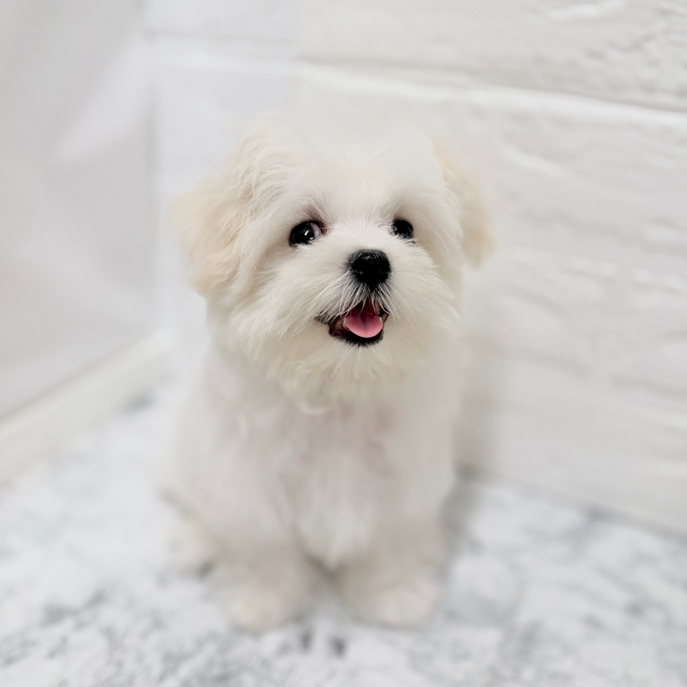 愛知県のマルチーズ (犬の家＆猫の里豊田店/2026年7月11日生まれ/男の子/ホワイト)の子犬の3枚目の画像