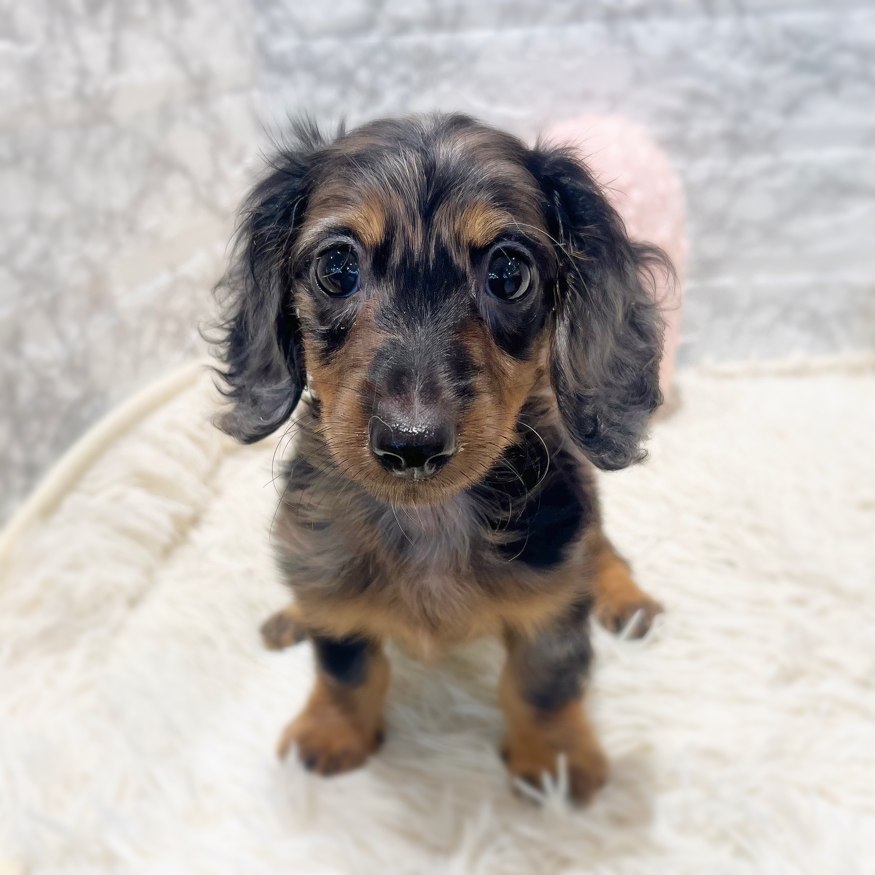 愛知県のミニチュアダックスフンド(ロング) (犬の家＆猫の里MiO香久山店/2026年7月23日生まれ/男の子/シルバーダップル)の子犬の3枚目の画像