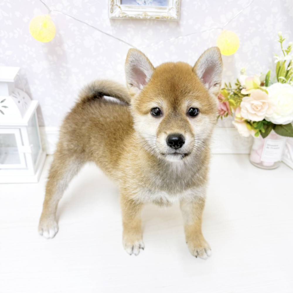 富山県の柴犬(標準サイズ) (犬の家＆猫の里アミーゴ山室店/2026年8月1日生まれ/女の子/赤)の子犬の3枚目の画像