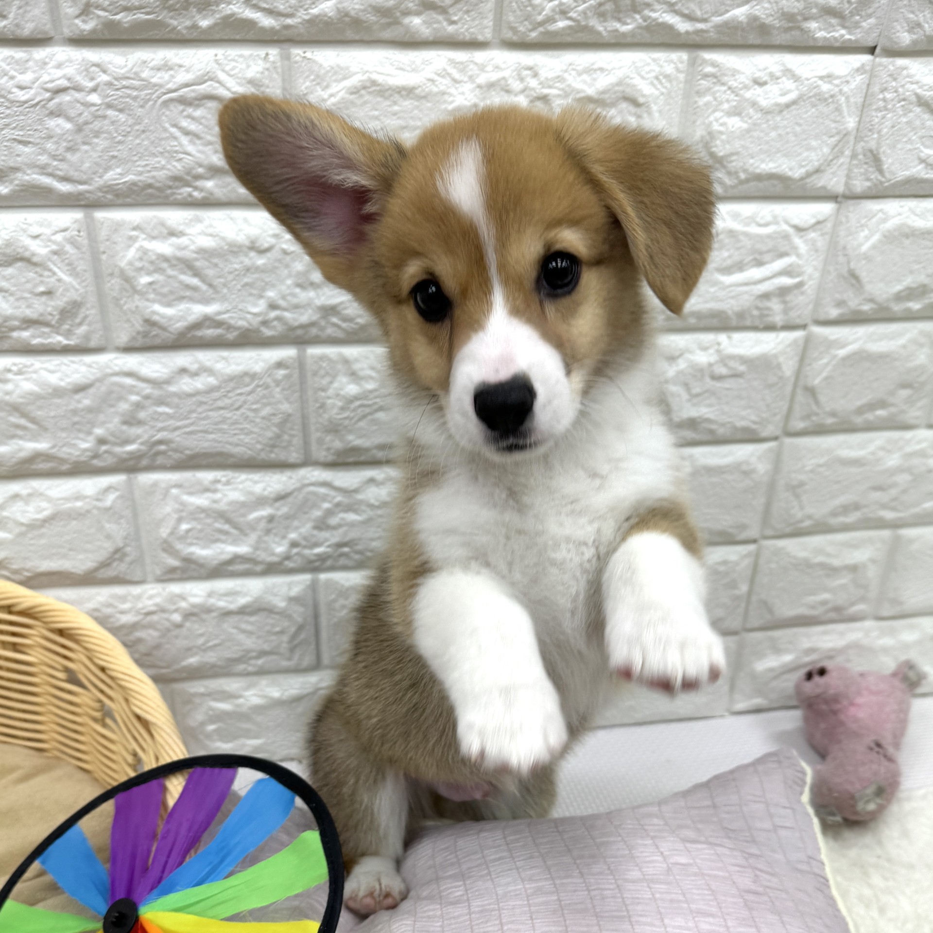 愛知県のウェルシュコーギーペンブローク (犬の家＆猫の里MEGAドン・キホーテ東海名和店/2026年7月30日生まれ/男の子/レッドホワイト)の子犬の3枚目の画像