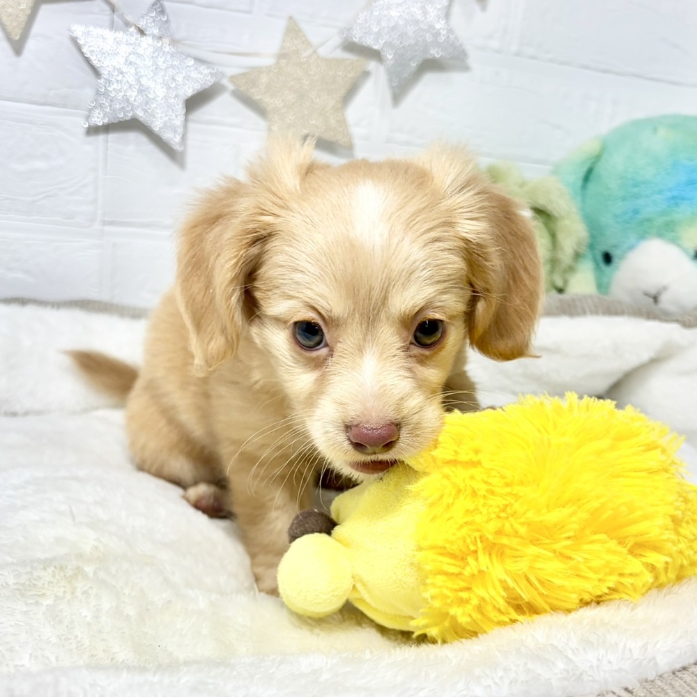 兵庫県のチワックス(チワワ×ダックス) (犬の家＆猫の里ニッケパークタウン加古川店/2026年8月1日生まれ/男の子/イエローホワイト)の子犬の3枚目の画像