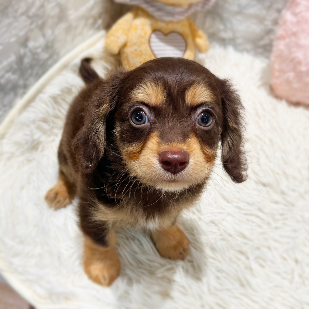 愛知県のチワックス(チワワ×ダックス) (犬の家＆猫の里MiO香久山店/2026年8月1日生まれ/男の子/チョコレートイエロー)の子犬の3枚目の画像
