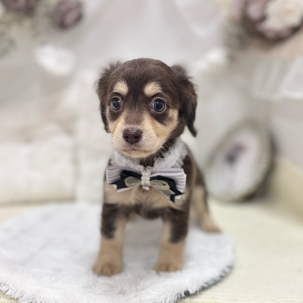岐阜県のチワックス(チワワ×ダックス) (犬の家＆猫の里カラフルタウン岐阜店/2026年8月1日生まれ/女の子/チョコレートクリーム)の子犬の3枚目の画像