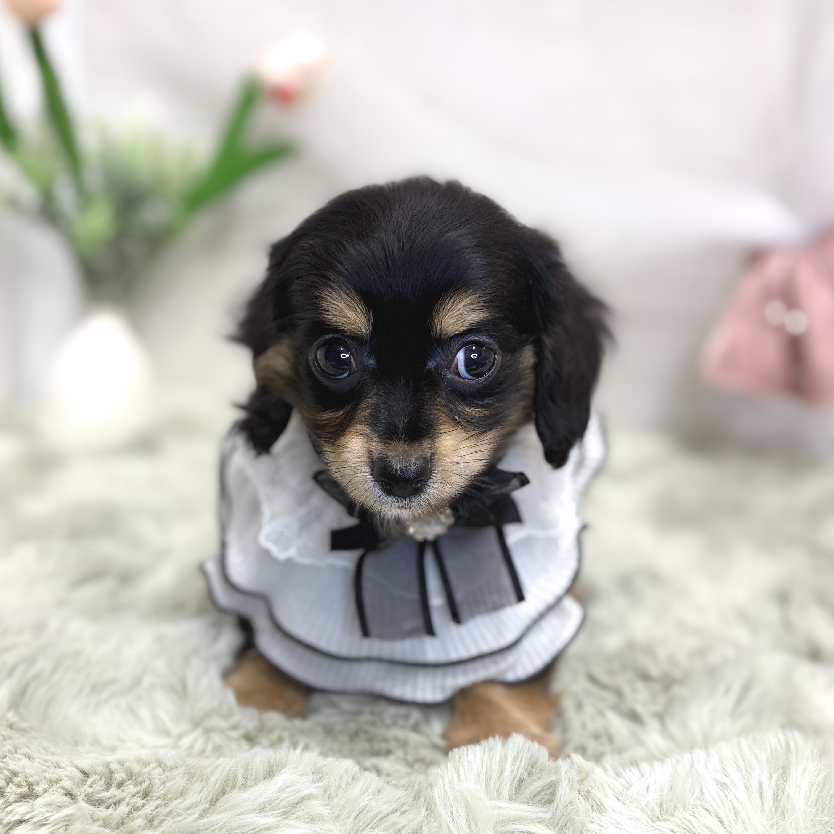 神奈川県のチワックス(チワワ×ダックス) (犬の家＆猫の里相模原店/2026年8月1日生まれ/男の子/ブラッククリーム)の子犬の3枚目の画像