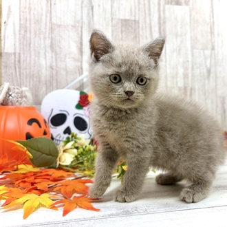 神奈川県のブリティッシュショートヘアー (犬の家＆猫の里小田原店/2026年8月3日生まれ/男の子/ライラック)の子猫の3枚目の画像