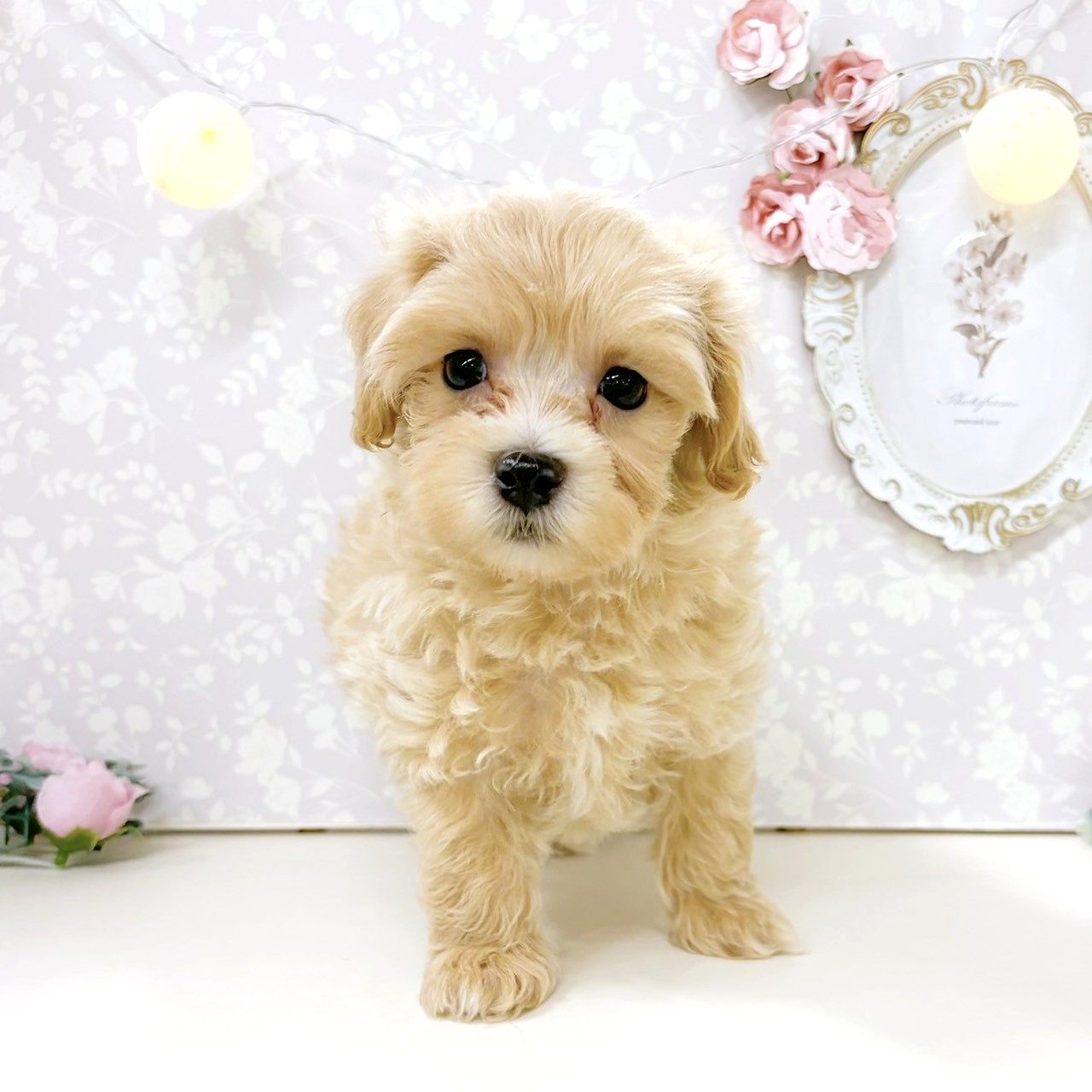 富山県のマルプー(マルチーズ×プードル) (犬の家＆猫の里アミーゴ高岡蓮花寺店/2026年8月4日生まれ/男の子/クリーム)の子犬の3枚目の画像