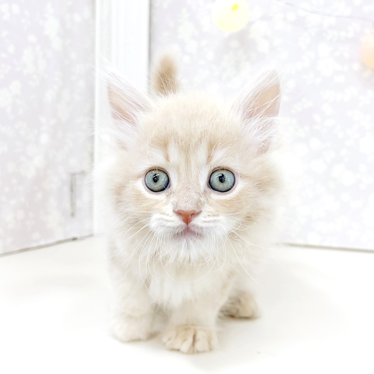 富山県のサイベリアン (犬の家＆猫の里アミーゴ高岡蓮花寺店/2026年8月2日生まれ/男の子/クリームタビー)の子猫の3枚目の画像