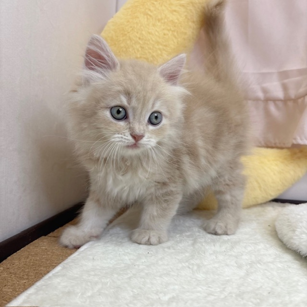 静岡県のサイベリアン (犬の家＆猫の里マークイズ静岡店/2026年8月2日生まれ/男の子/クリームタビー)の子猫の3枚目の画像