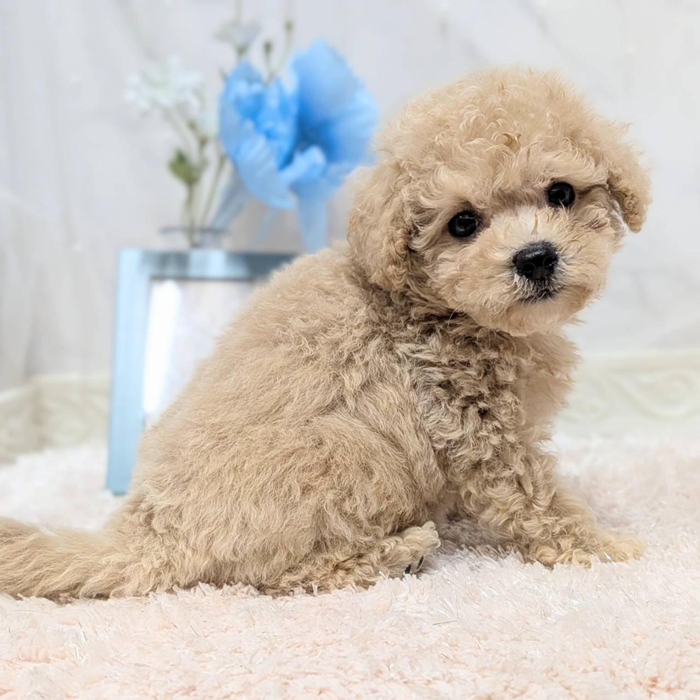 福井県のビションプー(ビションフリーゼ×プードル) (犬の家＆猫の里福井店/2026年8月4日生まれ/男の子/アプリコット)の子犬の3枚目の画像