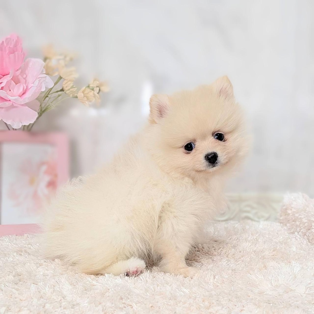 福井県のポメラニアン (犬の家＆猫の里福井店/2026年8月2日生まれ/女の子/クリーム)の子犬の3枚目の画像