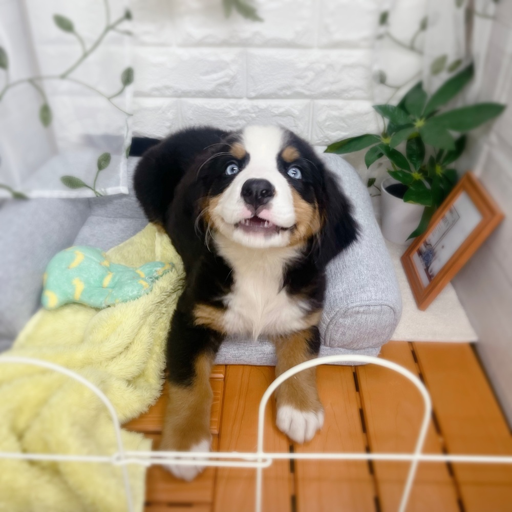 生体画像３