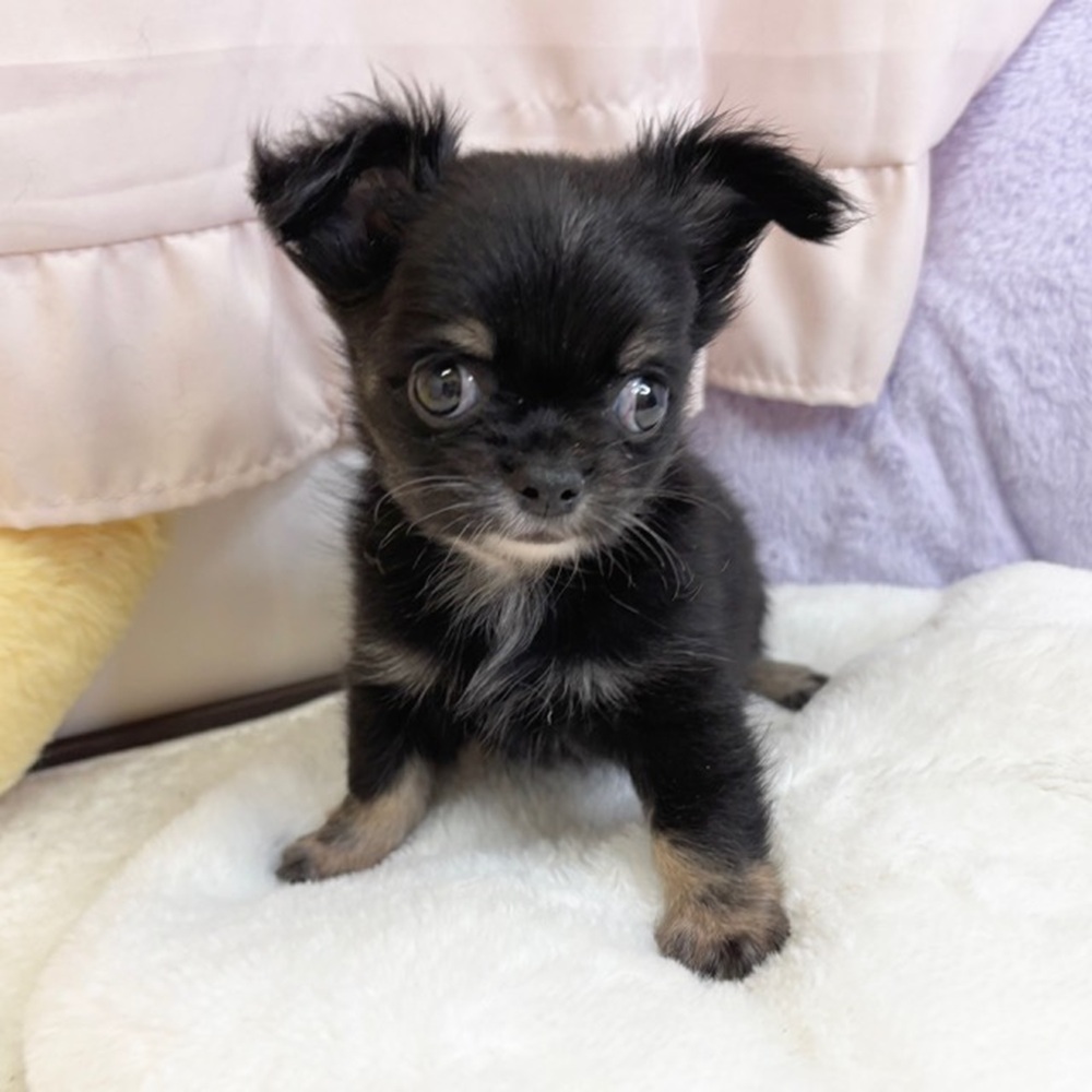 静岡県のチワワ(ロング) (犬の家＆猫の里マークイズ静岡店/2026年8月2日生まれ/男の子/ブラックタン)の子犬の3枚目の画像